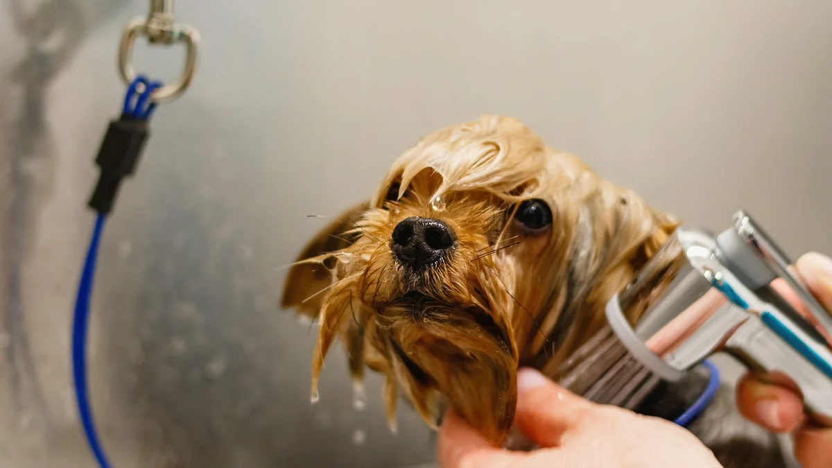dog, pet, grooming, salon, hair, purebred, hand, young, hairstyle, fur, animal, domestic, cut, professional, beauty, groomer, haircut, care, adorable, nature, comb, mammal, tool, funny, fluffy - bestkept secret beauty and grooming tools for daily use