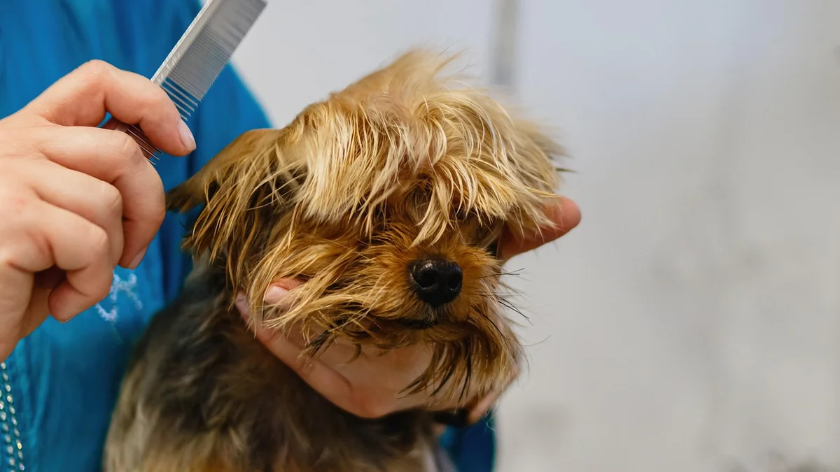 dog, pet, grooming, salon, hair, purebred, hand, young, hairstyle, fur, animal, domestic, cut, professional, beauty, groomer, haircut, care, nature, adorable, comb, mammal, tool, funny, fluffy - bestkept secret beauty and grooming tools for daily use