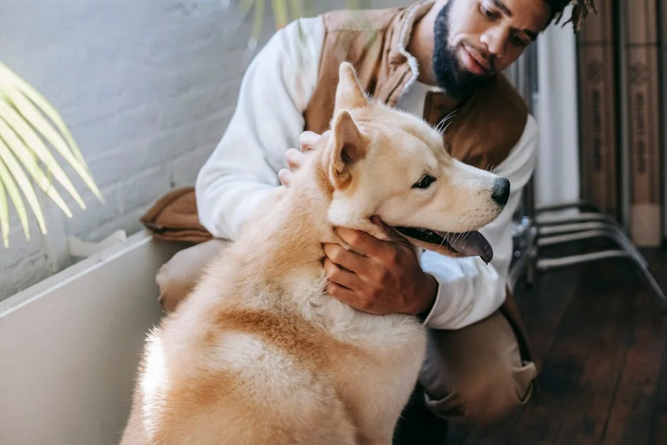 High angle of crop happy young bearded African American guy fondling cute fluffy Akita dog sitting on floor with tongue out - best value daily goods for pet owners on a budget
