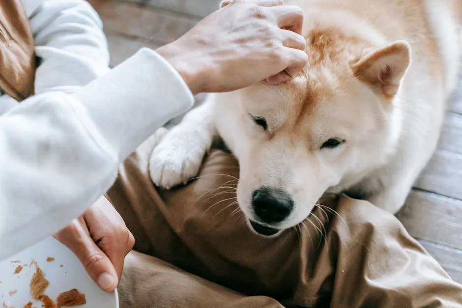 From above of crop anonymous person petting obedient cute Akita dog lying on floor and begging for snack - best value daily goods for pet owners on a budget