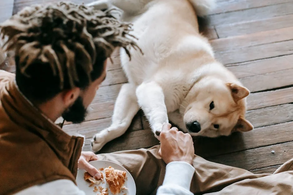 From above of playful cute Akita dog lying on wooden floor and holding hand of unrecognizable bearded ethnic male owner eating yummy croissant - best value daily goods for pet owners on a budget