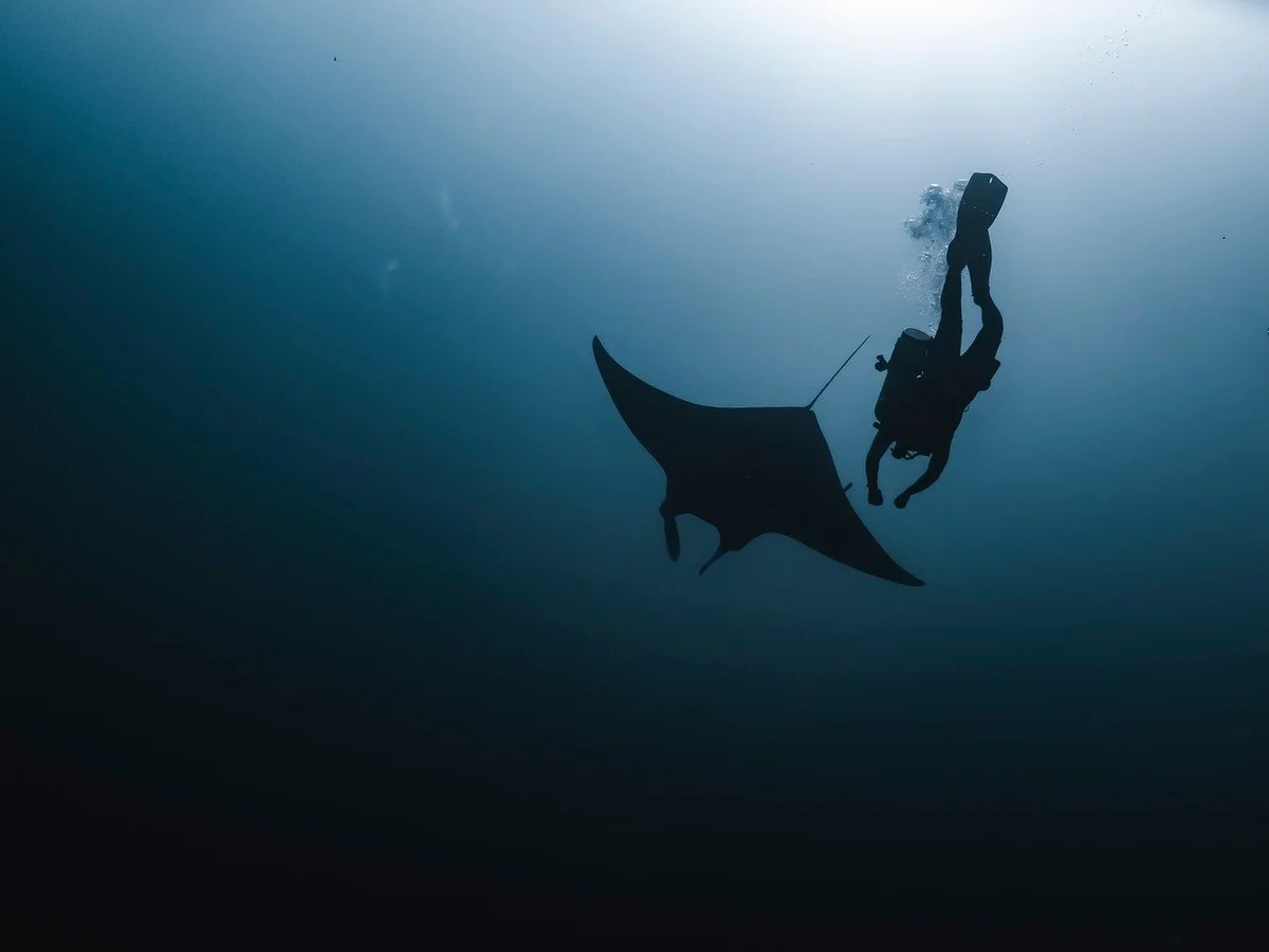 manta, manta rays, smelled, dive, underwater, deep blue, sea, ocean, underwater world, nature, animal, wildlife, fishes, diver, human animal, backlighting - deep dive into the best water filtration systems for city apartments