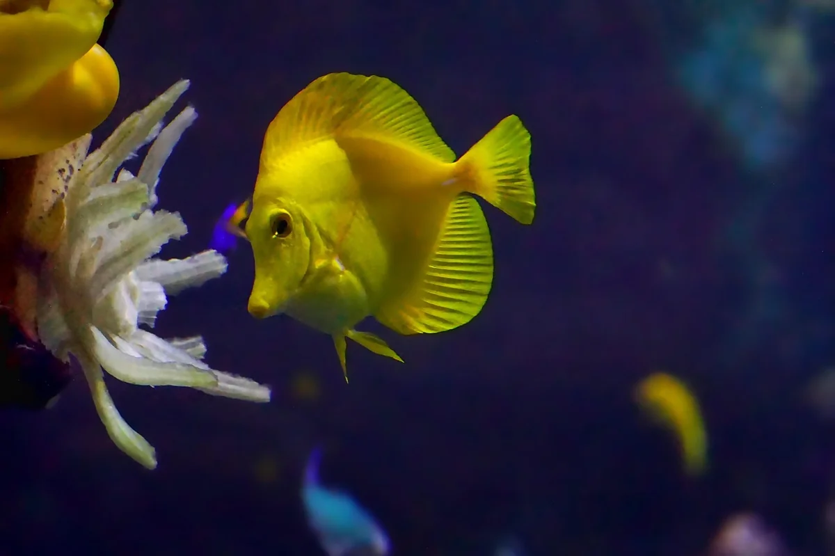 sea, ocean, blue, fish, yellow, water, nature, dive, deep, underwater - deep dive into the best water filtration systems for city apartments