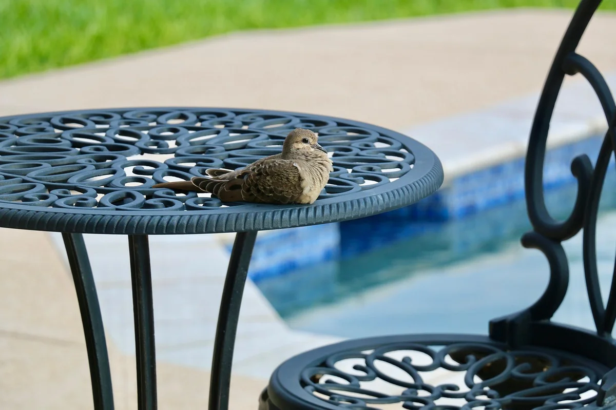 dove, bird, patio furniture, poolside, nature, avian, dove, dove, dove, dove, dove, patio furniture, poolside - most reliable dailyuse gadgets for outdoor and patio living