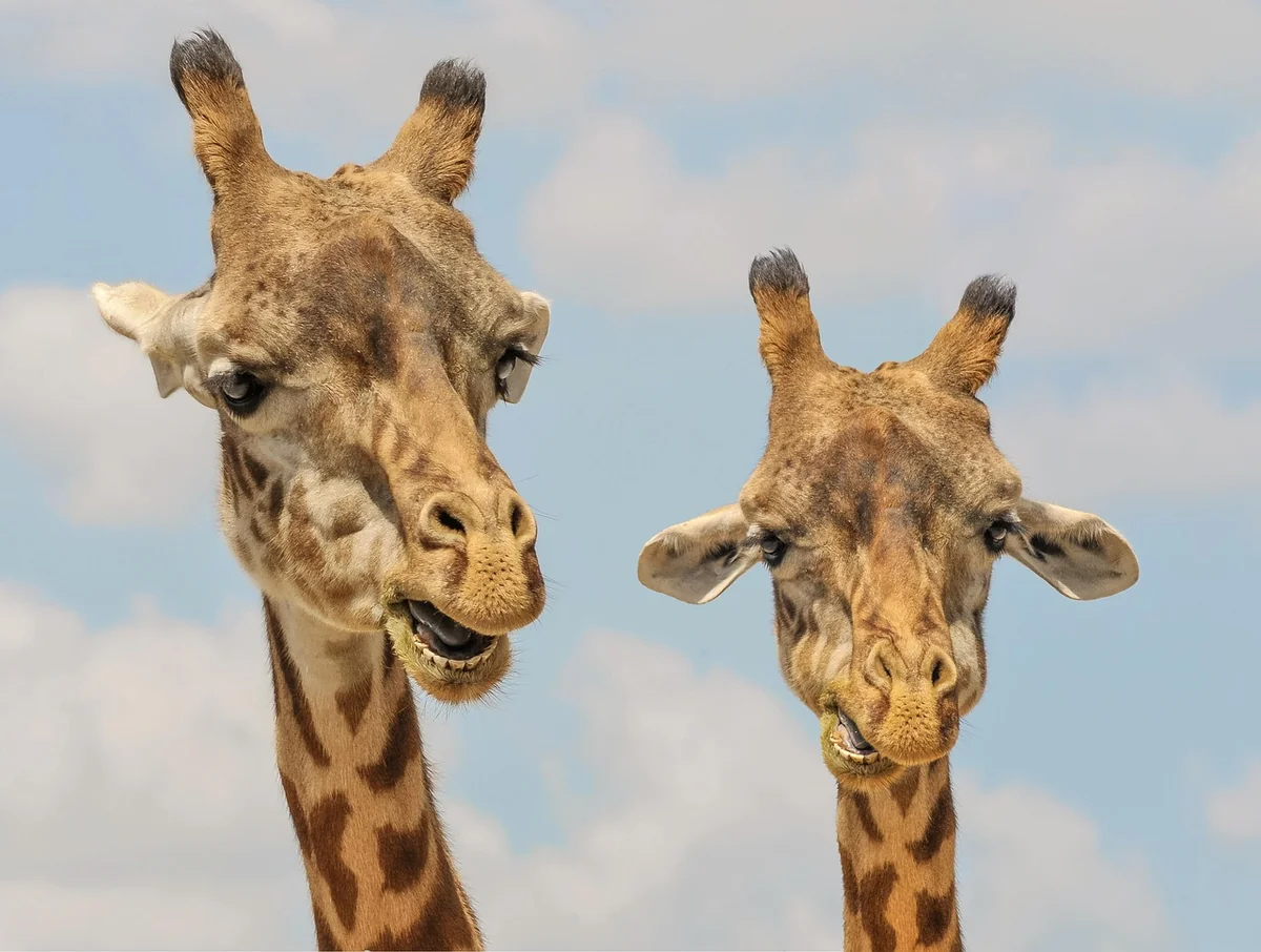 giraffes, heads, ossicones, giraffe heads, artiodactyl, ruminant, large ruminant, large animals, large mammals, animals, mammals, nature, spotted, large, giraffes, giraffes, giraffes, giraffes, giraffes, animals - sidebyside performance test of best air purifiers for large rooms