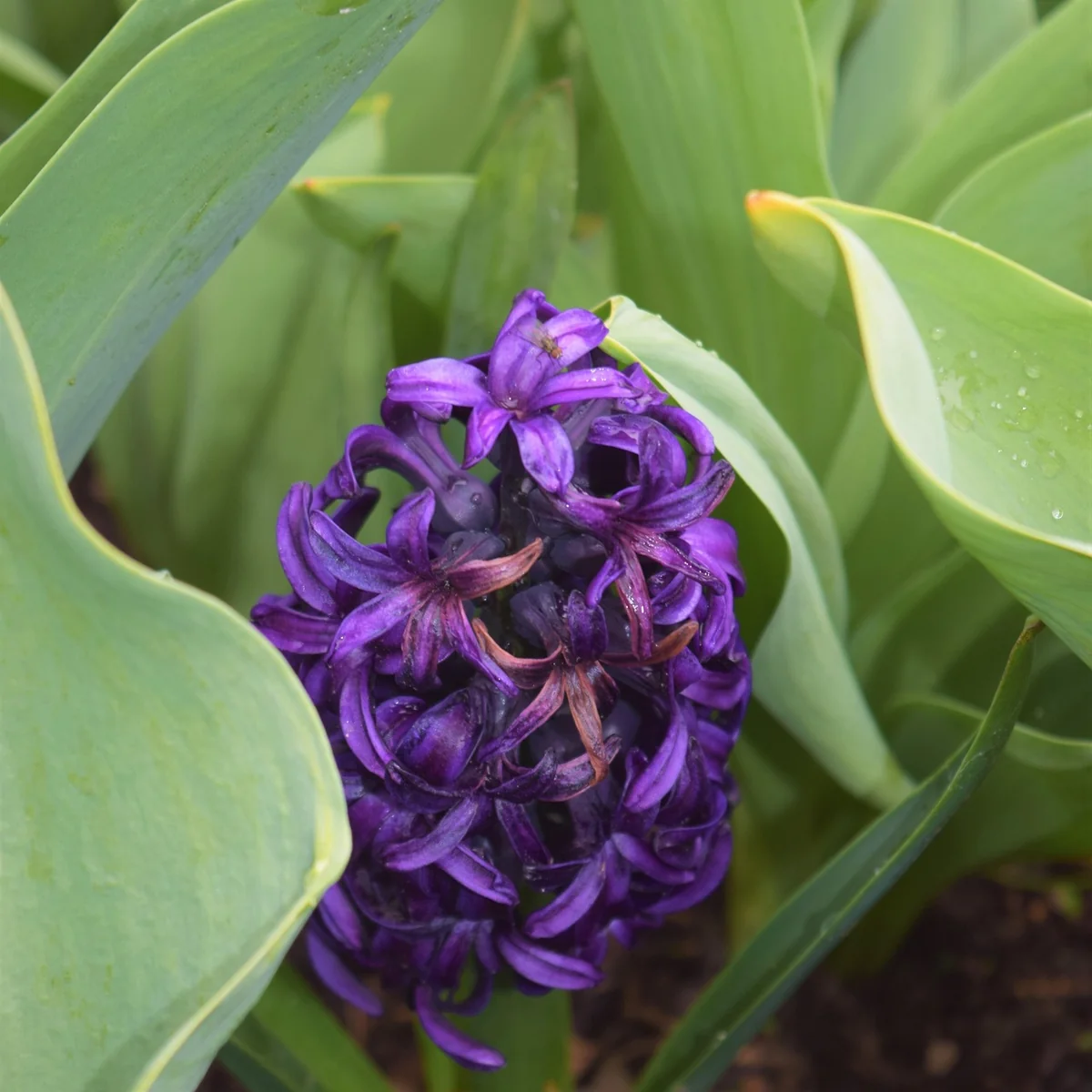 purple flower, hidden gem, plant, nature, unique - smart home hidden gems under fifty dollars